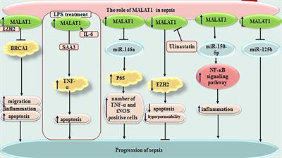 Regulatory Role of Non-Coding RNAs on Immune Responses During Sepsis